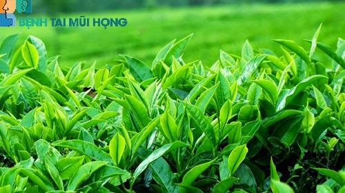 Lá trà xanh rất tốt cho sức khỏe và hỗ trợ điều trị viêm xoang trán