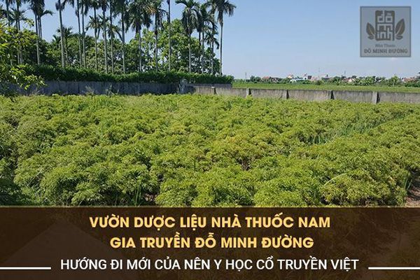 Vườn dược liệu được bác sĩ Đỗ Minh Tuấn, nhà thuốc Đỗ Minh Đường xây dựng