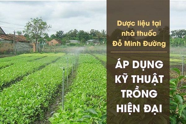 Bác sĩ Đỗ Minh Tuấn phát triển vườn dược liệu sạch đảm bảo sức khỏe người Việt