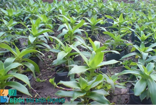 Cây lược vàng được trồng rộng rãi để chữa nhiều loại bệnh