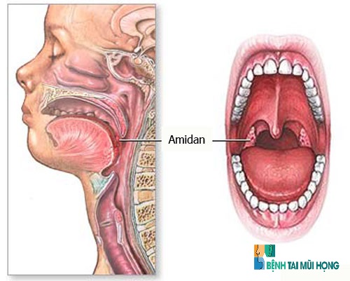 Amidan nằm giữa đường thở và đường ăn uống