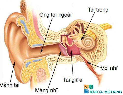 Cấu trúc tai của trẻ em chưa được hoàn thiện như người lớn nên dễ bị viêm
