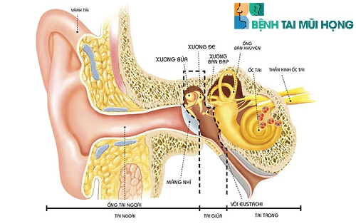 Viêm tai keo và viêm tai giữa đều xay ra trong không gian của tai giữa