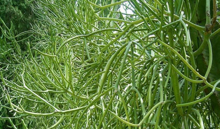 Mẹo dân gian chữa viêm xoang bằng cây giao